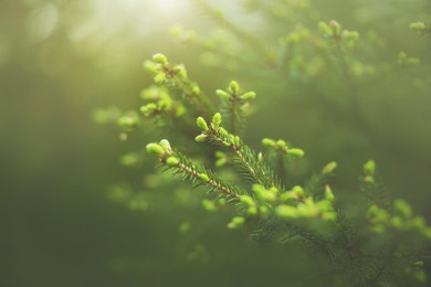 beautiful spruce branches with young green needles grow on a summer foggy sunny morning in a spruce forest. evergreen coniferous trees.