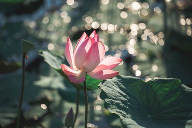pink lotus flower under sunshine in the pond. bokeh and sunshine background.