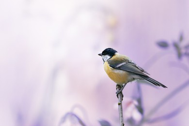 tit bird sitting on branch on fantasy mysterious spring blurred background, fabulous fairy tale floral garden with portrait of cute little songbird, beautiful artistic image toned in violet color.