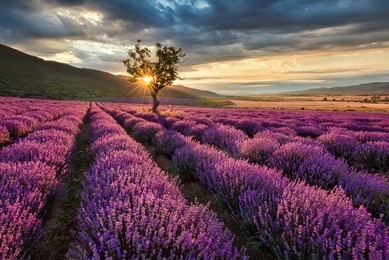 stunning landscape with lavender field at sunrise