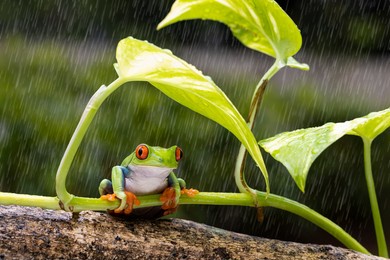 red eye tree frog sitting below the green leave during heavy rain