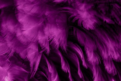 macro photo of violet hen feathers. background or textura