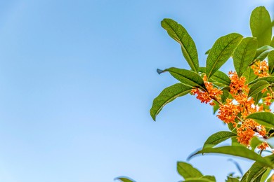 osmanthus fragrans with orange blossoms