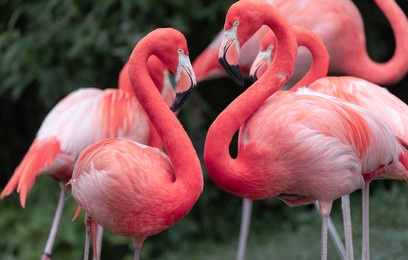 pink flamingos making an almost heart shape 