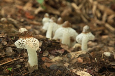 phallus indusiatus, commonly called the bamboo mushrooms, bamboo pith, long net stinkhorn, crinoline stinkhorn or veiled lady.tom yuea phai is a thai soup made with this fungus.