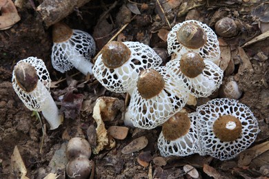 phallus indusiatus, commonly called the bamboo mushrooms, bamboo pith, long net stinkhorn, crinoline stinkhorn or veiled lady.tom yuea phai is a thai soup made with this fungus.