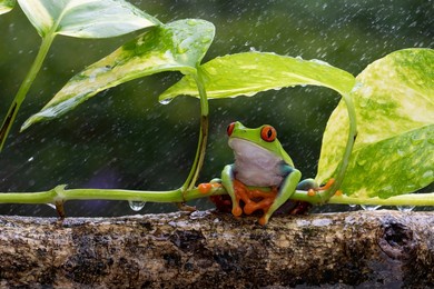 red-eyed tree frog (agalychnis callidryas) shelter from the heavy rain. 