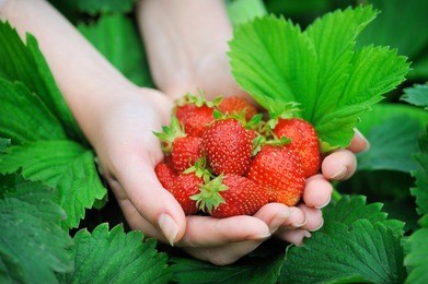 close-up hands holding fresh strawberries