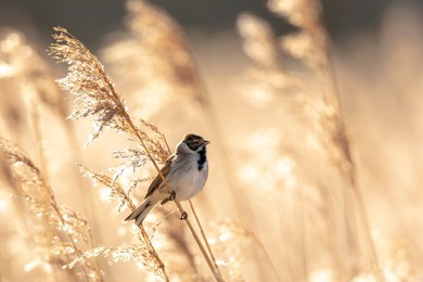 a common reed bunting emberiza schoeniclus sings a song on a reed plume phragmites australis. the reed beds waving due to strong winds in spring season on a cloudy day.