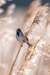a common reed bunting emberiza schoeniclus sings a song on a reed plume phragmites australis. the reed beds waving due to strong winds in spring season on a cloudy day.