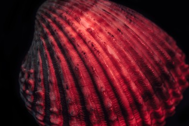 close up beautiful sea old seashells in red light. minimalism retro style concept.  background pattern for design. macro photography view.