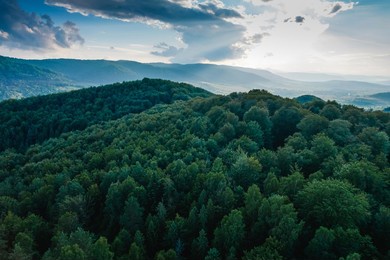 aerial top view forest tree, rainforest ecosystem and healthy environment concept and background, texture of green tree forest view from above