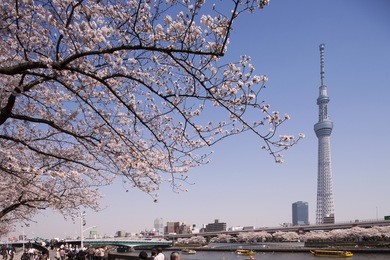 tokyo sky tree and cherry asakusa sumida park.
