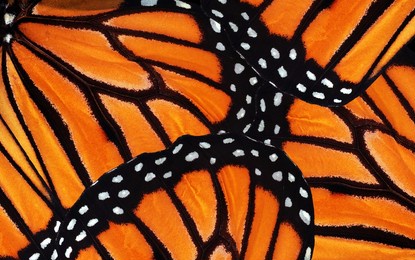 monarch butterfly wings. abstract pattern of tropical monarch butterfly wings. natural orange background.