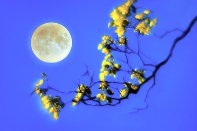 romantic autumn fantasy. beautiful branch with shining blurred yellow leaves from the light of the full moon against the background of a bright night sky.