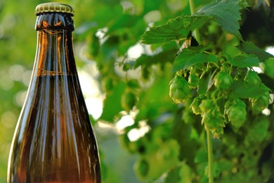 beer with hop extract on blurred green hops background.beer glass bottle and green hop cones in the sun.herbal materials for making beer.