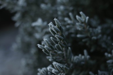 frozen leaf in winter in  patagonia 