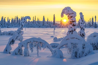 winter landscape at sunset in direct light with colorful sky and clouds, plenty of snow on the trees, swedish lapland, sweden