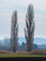 poplar trees in winter with chapel in the back in burgenland