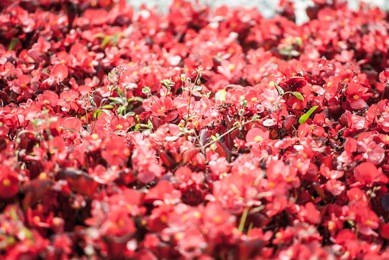 beautiful cultivated flowers in park (begonia)