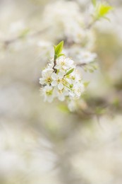plum, cherry or apple tree in blossom, spring time, new season beginning