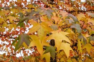 liquidambar tree colorful autumnal deciduous foliage