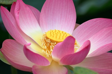 water lily in zoo in stuttgart in germany in summer.