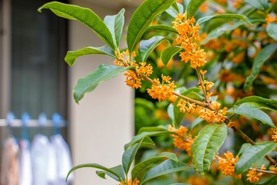 osmanthus fragrans blooming in the garden