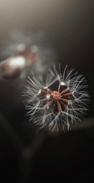 macro white flower. best for mobile wallpaper.