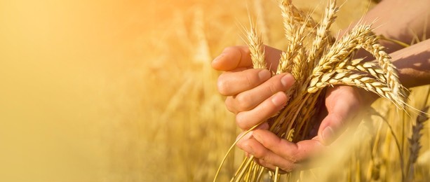 a man's hand holds spikelets of ripe wheat with grain on the background of a golden field and the sky. the farmer carefully checks the quality of the crop.