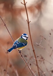blue tit on the branch in winter