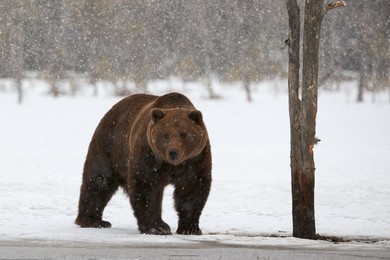 beautiful brown bear walking in the snow in finland while descending a heavy snowfall