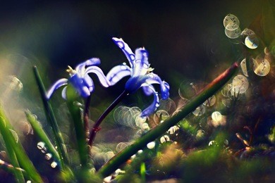 blue small flowers snowdrops, spring landscape