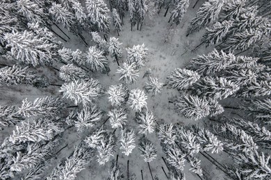 top down aerial view of snow covered evergreen pine forest after heavy snowfall in winter mountain woods on cold quiet day.