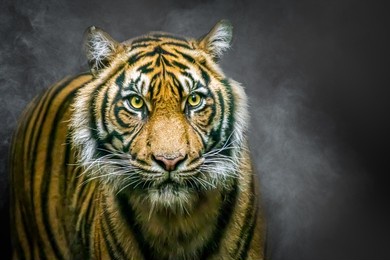 a large tiger with bright eyes