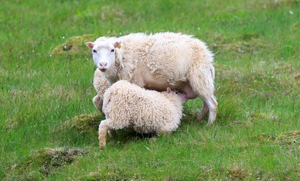 icelandic sheep looking at the camera