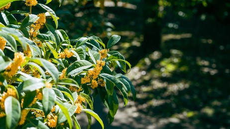 fragrant olive that blooms in autumn.