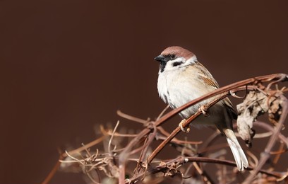 sparrow bird perched on tree branch. house sparrow female songbird (passer domesticus) sitting singing on brown wood branch with reddish negative space background. sparrow bird wildlife.