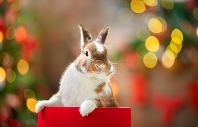 rabbit at christmas. white and brown cute rabbit peeks out of a red gift box against the background of christmas lights. a hilarious surprise.