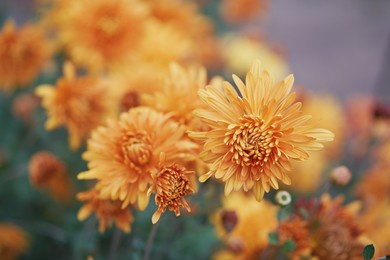 decorative chrysanthemums. autumn garden. closeup. 