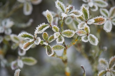the plants were covered with frost in the frost, after a snowfall in december before the new year.