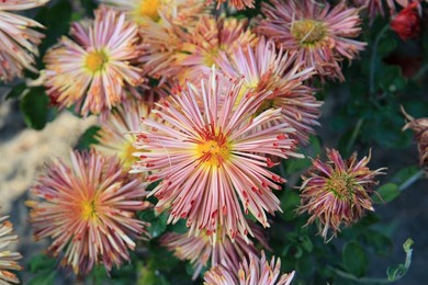 exotic sketches of autumn nature in the kiev botanical garden