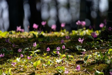 spring satoyama landscape where spring plants have bloomed and trees have begun to sprout