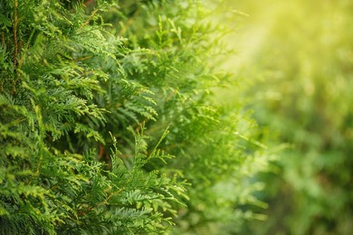 cypress tree in the rays of the sun