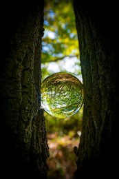 glass lens ball with forest reflection - ecological concept