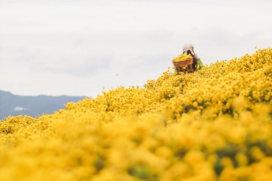 a young woman in a vintage-style dress stands in a bright yellow chrysanthemum garden, carries a basket of chrysanthemum bouquets and walks alone in the morning along the beautiful chrysanthemum field