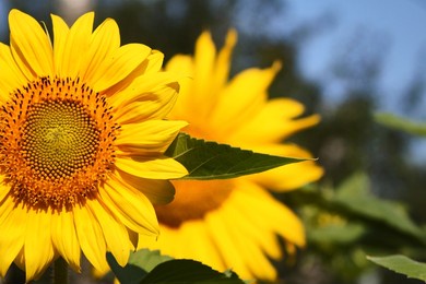 beautiful sunflower on a sunny day with a natural background. selective focus. high quality photo