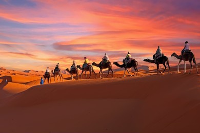 camel caravan going through the sahara desert in morocco at sunset