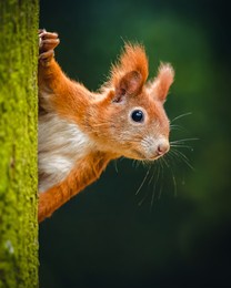 the eurasian red squirrel (sciurus vulgaris) looking from behind a tree. beautiful autumn colors, delicate background. shallow depth of field.