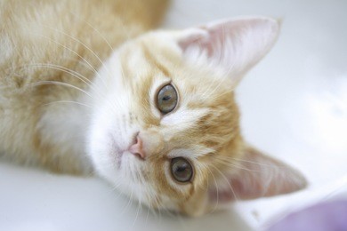 an image of cat stare